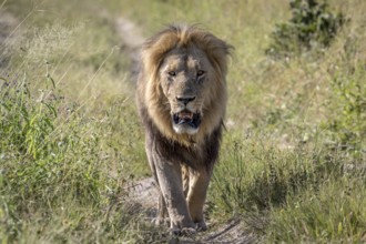 Big male Lion walking towards the camera in the Chobe National Park, Botswana, Africa