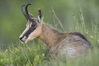 Chamois (Rupicapra rupicapra) lying, resting in fresh green grass of an alpine meadow in