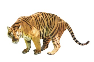 A big tiger walkin isolated on white background. front side view with copy space. Thailand, Asia