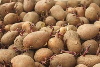 Heap of sprouting potato tubers before planting into the soil