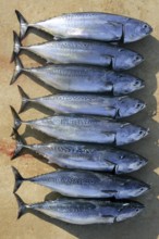 Auxis thazard fish in a row frigate tuna sport fishing catch