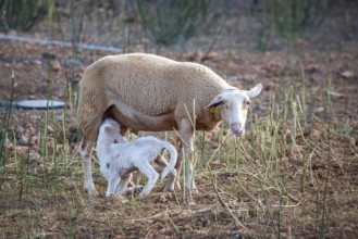 A ewe nursing a lamb on pasture with earth and grass, Llubí, Majorca, Spain, Europe