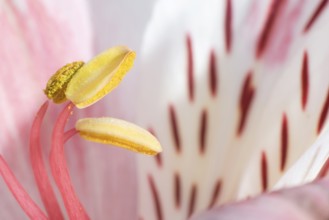 Macro shot flower blossom