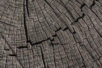 Old Weathered cracked tree stump texture background with the cross section