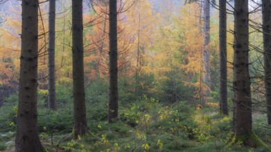 Panorama of larch trees with fall colors with mist in the morning near Biberach