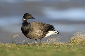 Brent goose, Branta bernicla