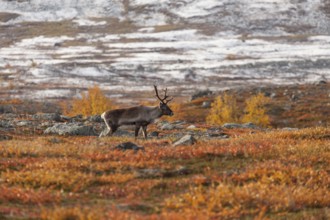 Reindeer in Lapland, northern Sweden at Abisko National Park. Autumnal atmosphere with snow-covered