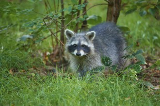 Raccoon (Procyon lotor), in meadow in forest, Hesse, Germany, Europe