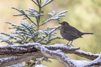 Blackbird (Turdus merula), female, sitting on a branch, Terfens, Tyrol, Austria, Europe