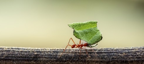 Leaf-cutter ant (Atta cephalotes) carrying a piece of leaf, rainforest, Costa Rica, Central America