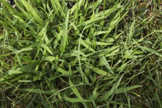 Close-up of Digitaria ciliaris, Crabgrass growing in distressed Poa pratensis, Kentucky Bluegrass
