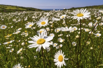 Meadow with flowering daisies (Leucanthemum) . Zennor, Cornwall, England, Great Britain