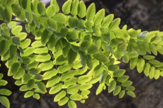 Leaves of a common acacia (Robinia pseudoacacia) backlit, Bavaria, Germany, Europe