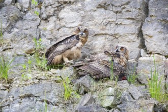 Eurasian Eagle-owl (Bubo bubo) young birds in the rock face crested beaten bird of prey Germany