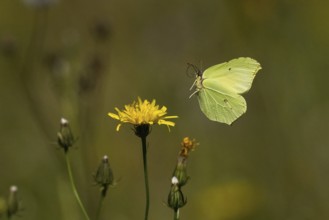 A brimstone (Gonepteryx rhamni) approaching the flower of rough hawksbeard (Crepis biennis), Hesse,