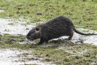 Nutria (Myocastor coypus), Emsland, Lower Saxony, Germany, Europe
