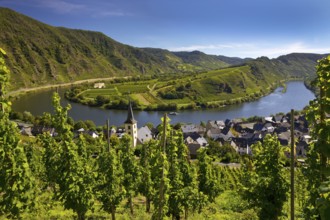 Moselle loop with vineyards and Saint Laurentius Church from the Bremmer Calmont via ferrata,