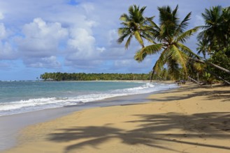 A tropical beach with palm trees, fine sand and clear blue skies, Limon beach, El Limón, El Seibo,