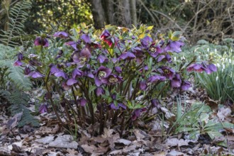 Lenzrosen (Helleborus orientalis Hybride), Emsland, Lower Saxony, Germany, Europe