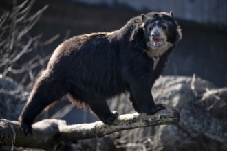 Spectacled bear (Tremarctos ornatus) or Andean bear, captive, GermanyGermany