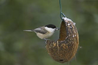 Marsh tit (Poecile palustris) feeding from bird feeder in winter