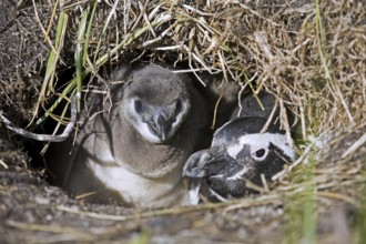 Magellanic Penguin (Spheniscus magellanicus) with chick in burrow, Isla Yecapasela at Estancia