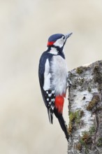 Great spotted woodpecker (Dendrocopos major) male foraging on the trunk of a grey birch (Betula
