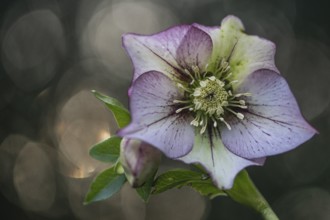 Lenzrose (Helleborus orientalis Hybride Picotee), Emsland, Lower Saxony, Germany, Europe