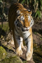 Siberian tiger (Panthera tigris tigris) walking in a forest, captive, incidence in Russia and