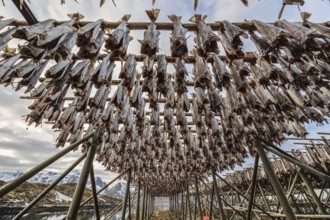 Dried fish, skrei, traditional fishing, winter, Moskenesoya, Lofoten, Norway, Europe