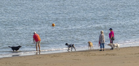 Group of elderly dog owners walking along the coast with their unleashed dogs on sandy beach in