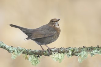 Blackbird (Turdus merula), female, sitting on a lichen-covered branch, wildlife, winter, animals,