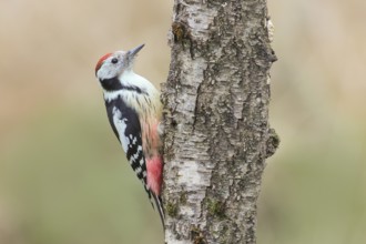 Middle spotted woodpecker (Dendrocopos medius), on a birch tree, wildlife, woodpeckers, nature