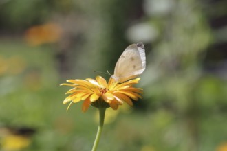 Small white (Pieris rapae), butterfly, macro, marigold, nectar, The Small white sucks nectar from