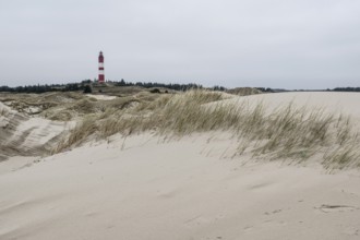 Dune landscape with lighthouse, Süddorf, Amrum, Schleswig-Holstein, Germany, Europe