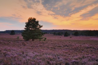 Blooming heathland at Wilseder Berg in the Lüneburg Heath nature park Park at sunset, Lower Saxony,