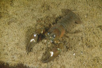 Signal crayfish (Pacifastacus leniusculus), American crayfish, invasive species, on sandy bottom,