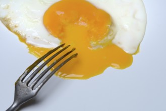 Fried egg, fried egg with fork