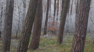 View of a small oak tree frozen with hoarfrost in a spruce forest, landscape photo, nature photo,