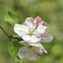 Apple blossoms (Malus), white open blossoms, close-up, Wilnsdorf, Nordrhein. Westphalia, Germany,