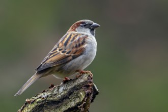 House sparrow (Passer domesticus) adult male perched on tree stump in early winter