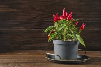 A lively chili pepper plant with bright red fruits is situated in a black pot on a dark wooden