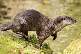Eurasian otter (Lutra lutra) running over rocks in the bavarian forest, Bavaria, Germany, Europe