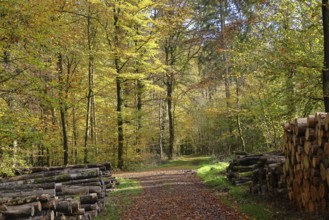Forest path with wood pile on the side through an autumn-coloured forest, autumn, Westerwald,