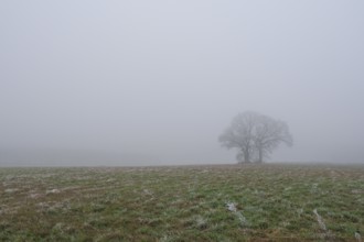 Foggy landscape with three trees and in the foreground frozen grasses in a meadow, landscape photo,