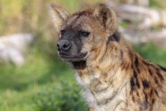 Portrait of a Spotted Hyena (Crocuta crocuta), or Laughing Hyena in beautiful light