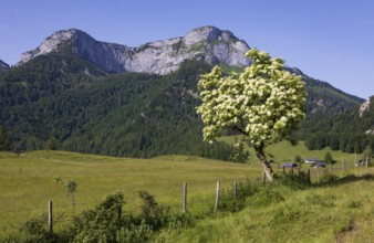 Blossoming elder bush on the Eisenaualm with Schafberg, Osterhorngruppe, Salzkammergut, Land