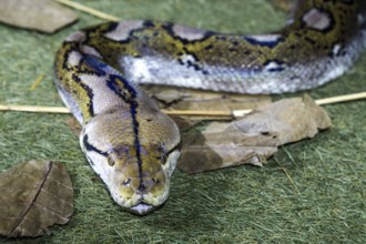 Reticulated python (Malayopython reticulatus), captive, Germany, Europe