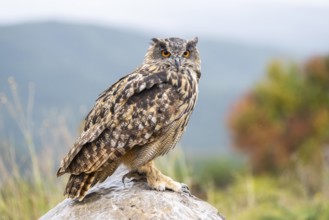 Eurasian eagle-owl (Bubo bubo), captive, sitting on a rock with autumn colors, Pyrenees, Catalonia,