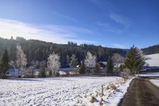 Winter landscape, snow, road, blue sky with veil clouds, Titisee-Neustadt, Black Forest,